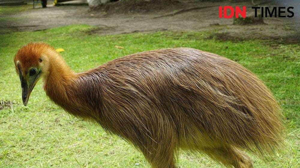 IDN Times/Karsa Adiguna