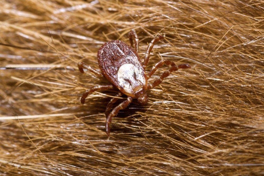 canadiancattlemen.ca