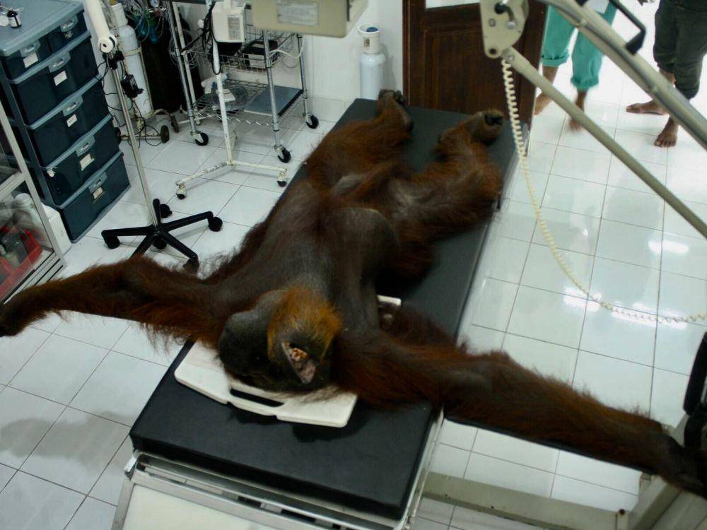 Orangutan Paguh yang dihujam 24 peluru senapan angin mendapat perawatan (dok YEL SOCP)