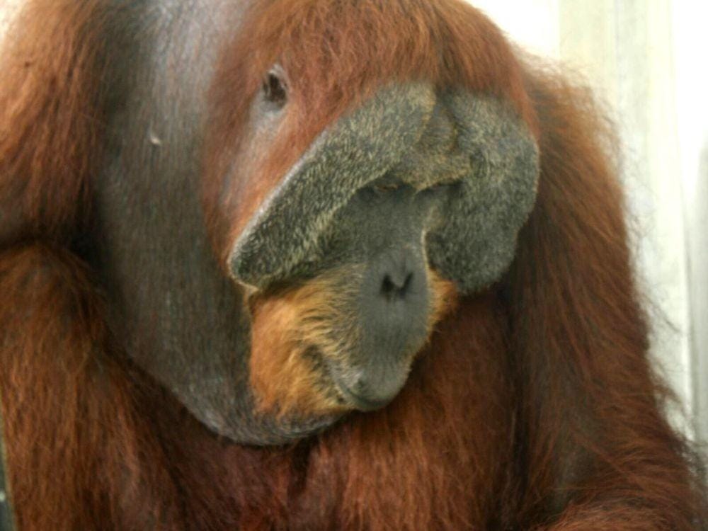 Paguh ditemukan di perkebunan masyarakat dengan kondisi menderita luka tembak (dok. YEL-SOCP)