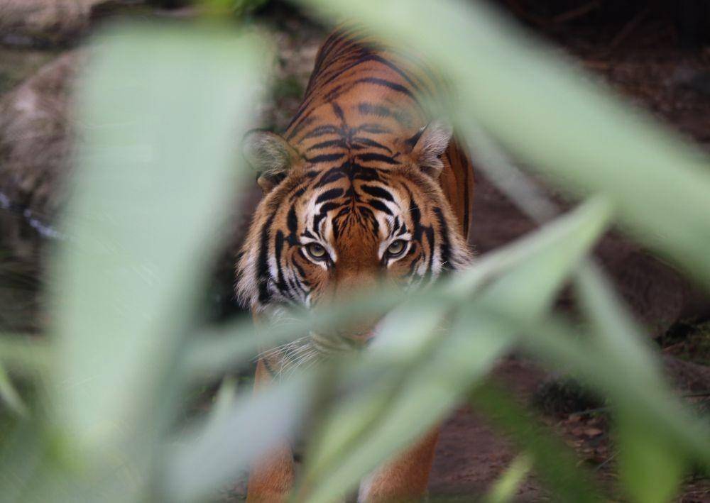 Ilustrasi Harimau (Joshua Lee/Unsplash)