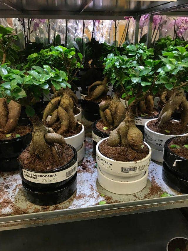 reddit.com/FairyRave