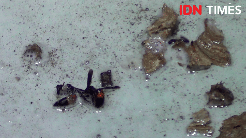 Petugas melakukan pemusnahan sarang tawon Vespa Affinis yang ada di rumah warga yang ada di Tegal, Rabu (27/11). (IDN Times/Haikal Adithya)