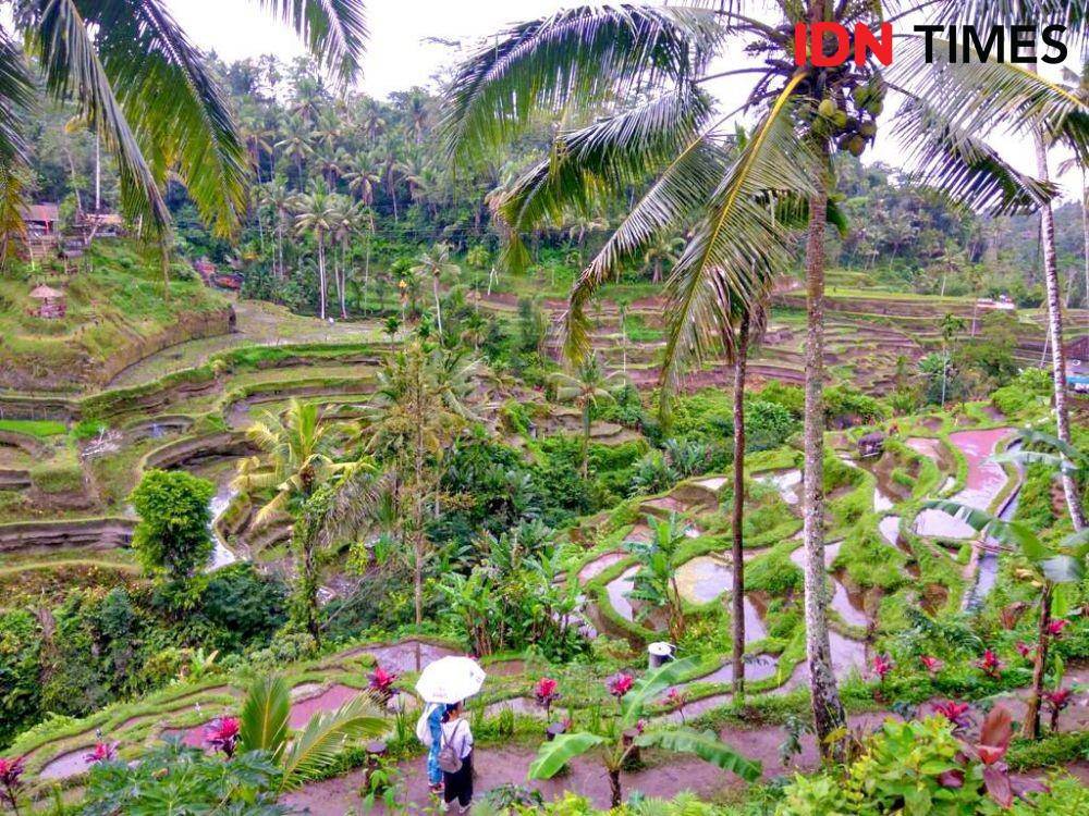 Suasana di Terasering Tegalalang Ubud, Bali. (IDN Times/Dewi Suci)
