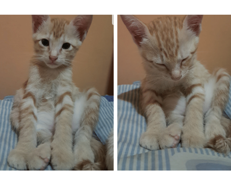 Twitter.com/urlilbea