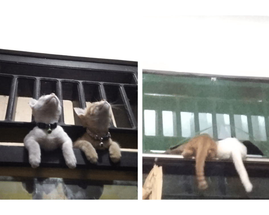 Twitter.com/animalfess