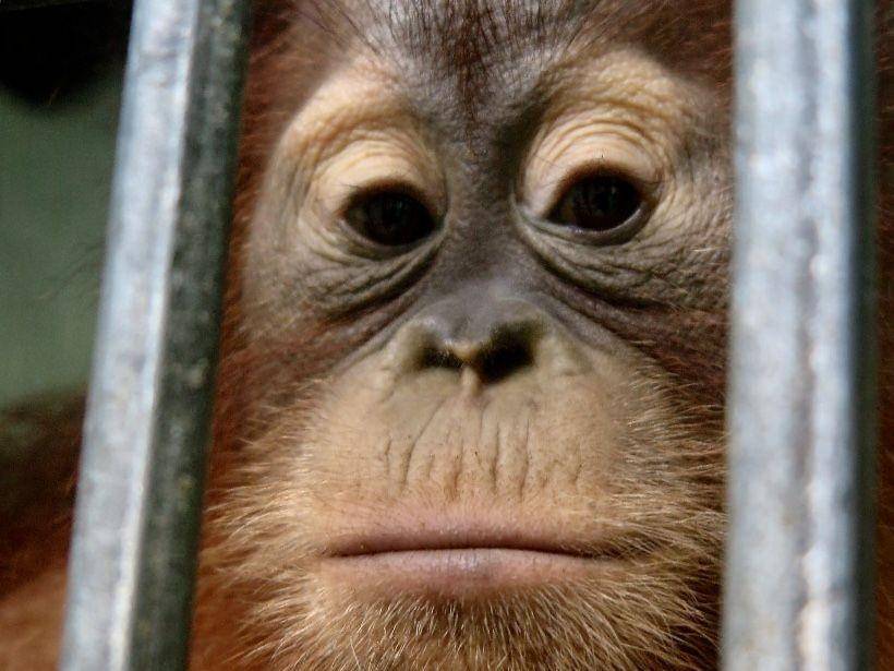 Salah satu individu orangutan yang diserahkan ke BBKSDA Sumut (Dok BBKSDA Sumut)