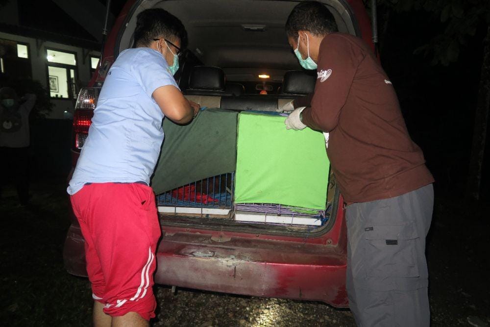 Proses evakuasi orangutan Marelan dan Marleni (dok BBKSDA Sumut)