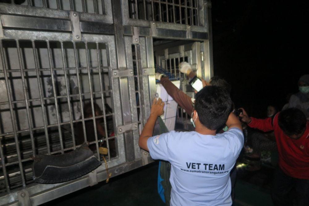 Proses evakuasi orangutan Marelan dan Marleni (dok BBKSDA Sumut)