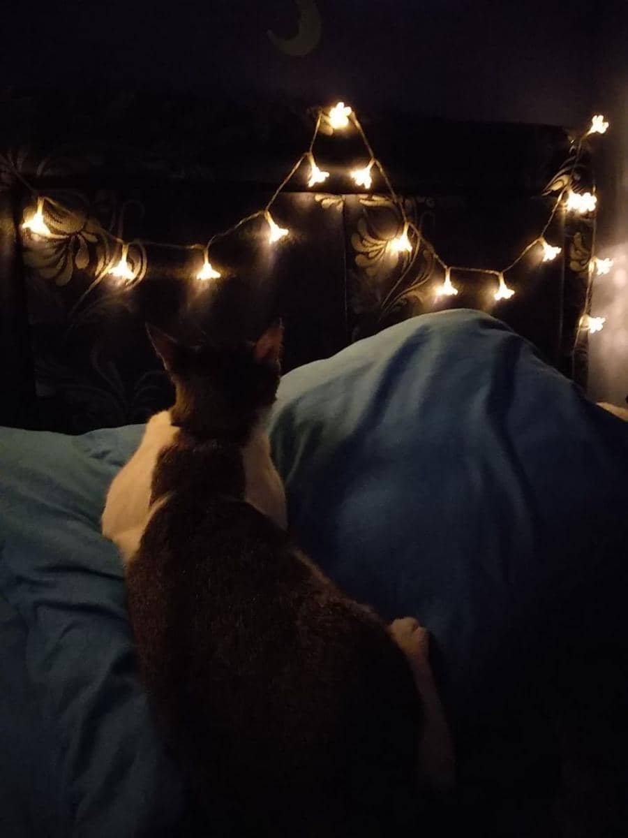 Twitter.com/furan_shiesuka