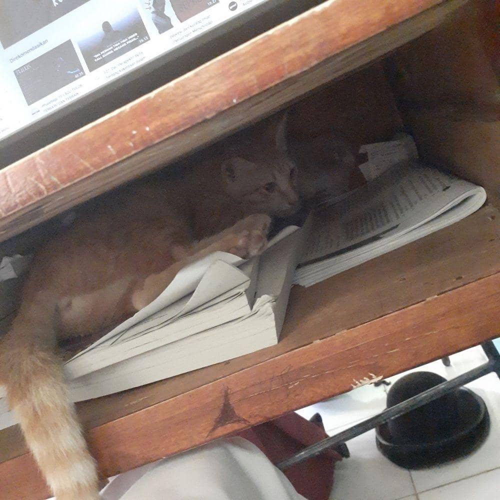 Twitter.com/animalfess