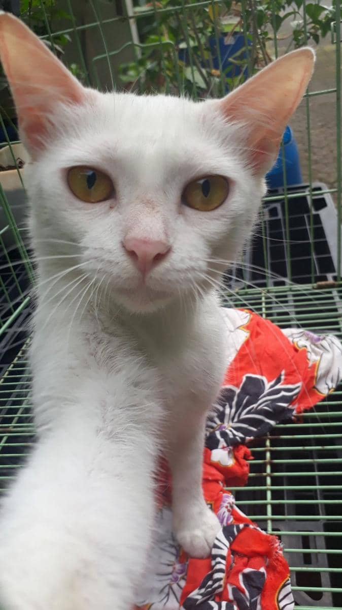 Twitter.com/animalfess