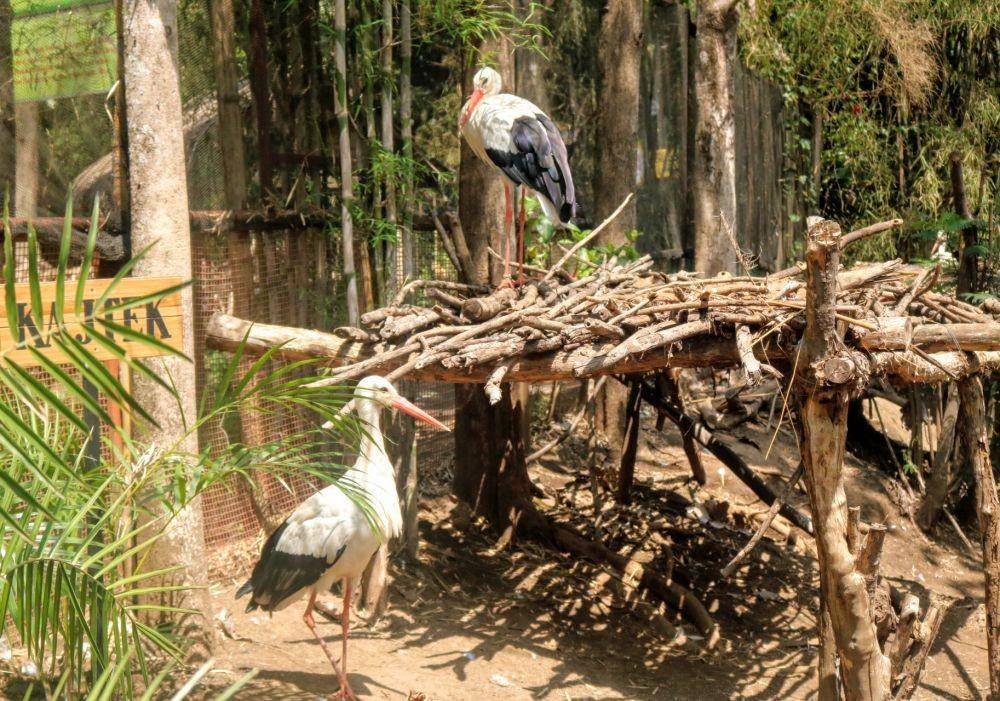 Eco Green Park merupakan satu-satunya di Indonesia yang memiliki koleksi White Stork. IDN Times/ Alfi Ramadana