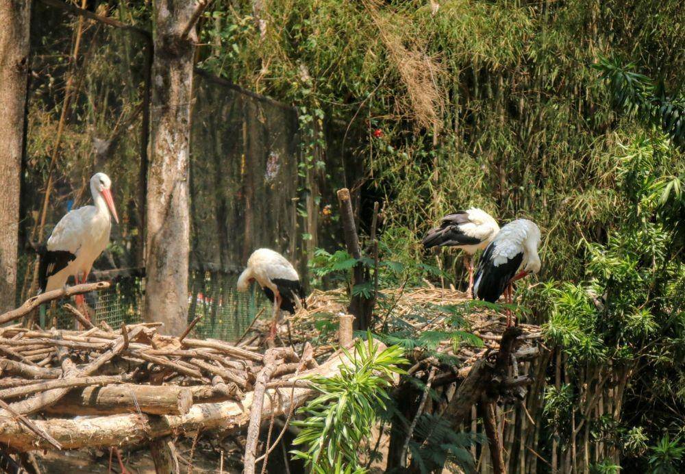 White Stork termasuk hewan monogami yang setia kepada pasanganya. IDN Times/ Alfi Ramadana