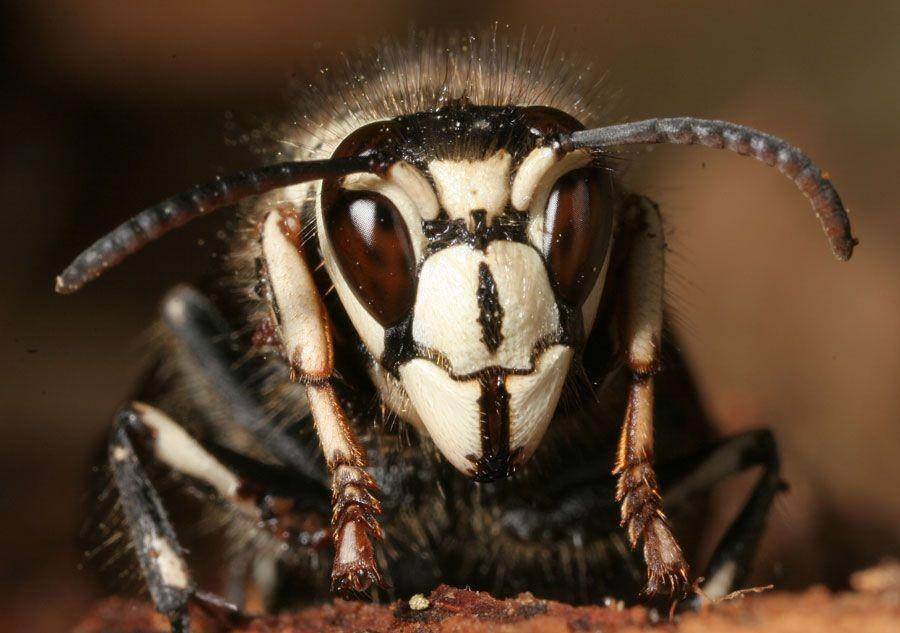 bugman9.com