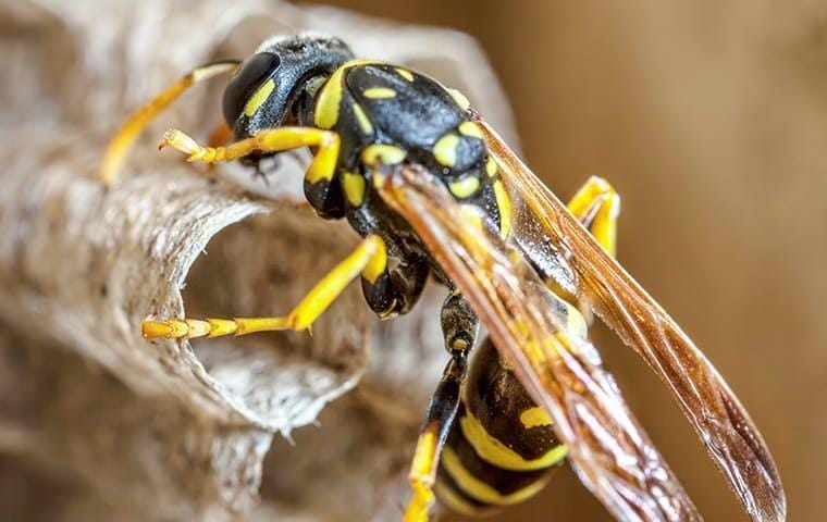 michepestcontrol.com