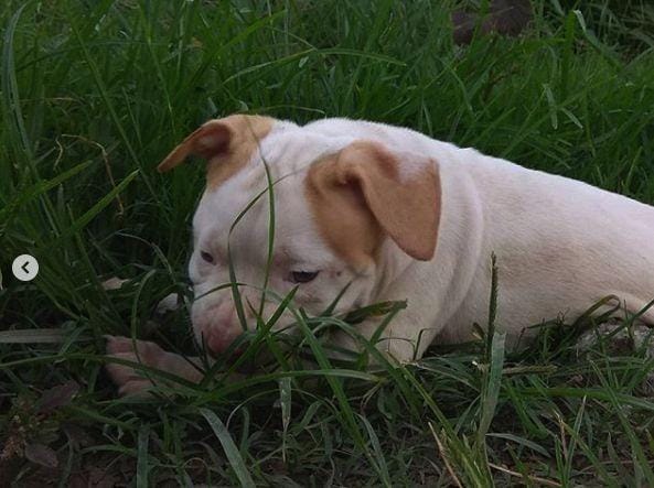 Bayi pitbull / Instagram @sahasika_kennel_solo