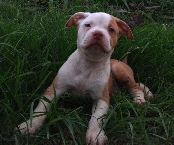 Bayi pitbull / Instagram @sahasika_kennel_solo