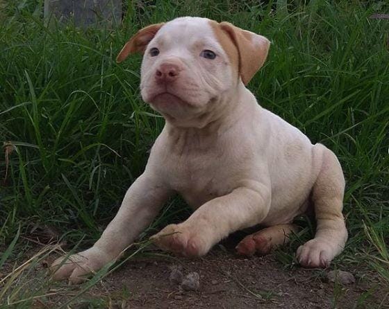 Bayi pitbull / Instagram @sahasika_kennel_solo
