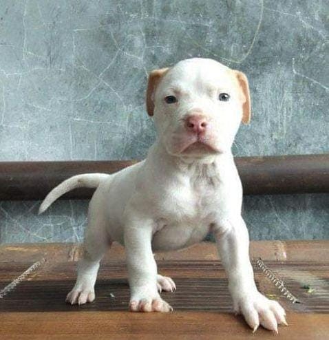 Bayi pitbull / Instagram @sahasika_kennel_solo