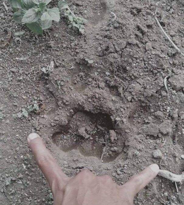 Jejak tapak kaki binatang buas yang diduga Harimau Sumatera, yang ditemukan warga di Kampung 4 kaki Gunung Dempo, Pagaralam, beberapa waktu lalu/IDN Times/Istimewa