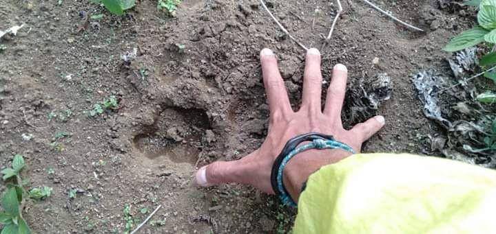 Jejak tapak kaki binatang buas yang diduga Harimau Sumatera, yang ditemukan warga di Kampung 4 kaki Gunung Dempo, Pagaralam, beberapa waktu lalu (IDN Times/Istimewa)