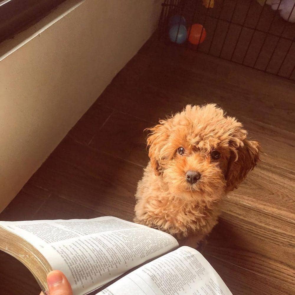 Instagram/hellooyeppo