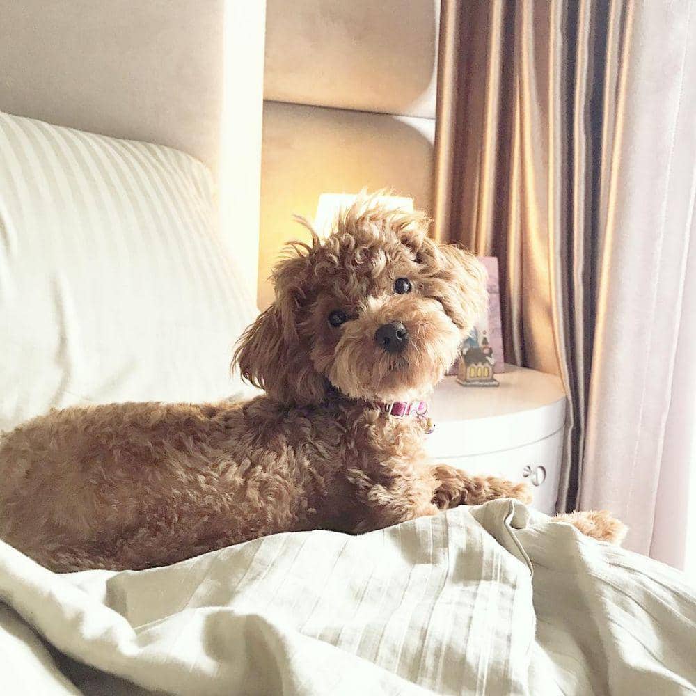 Instagram/hellooyeppo