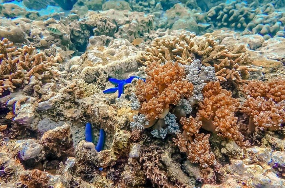 instagram.com/lihaga.island