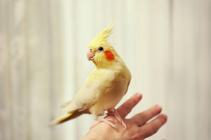 petbarn.com.au