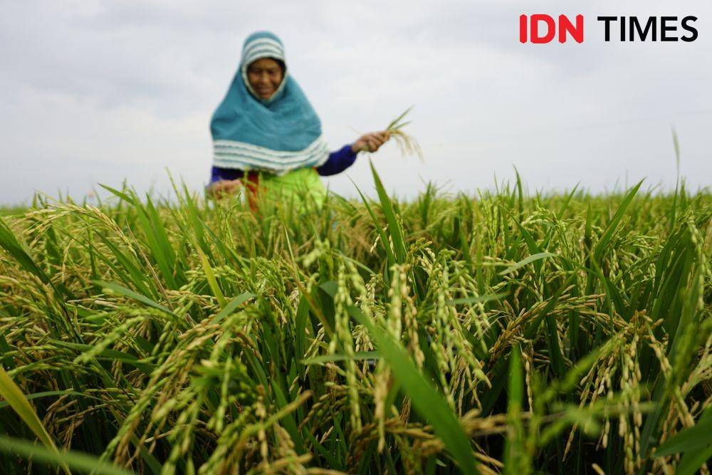 Yuniar memanen padi yang ia tanam bersama keluarganya di Danau Melintang (IDN Times/Surya Aditya)