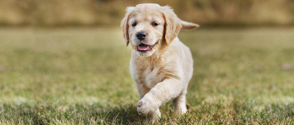 royalcanin.com