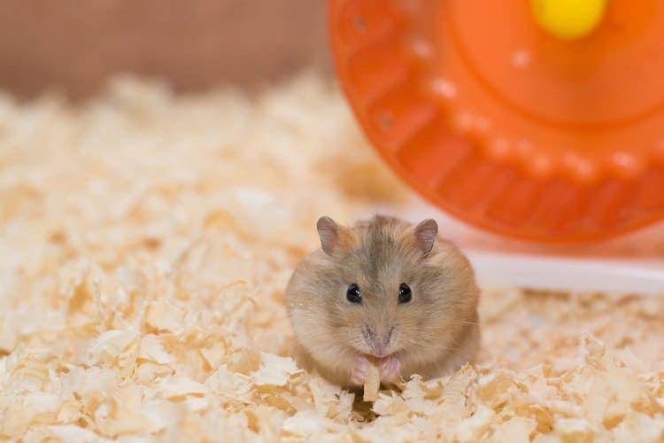 petlifetoday.com