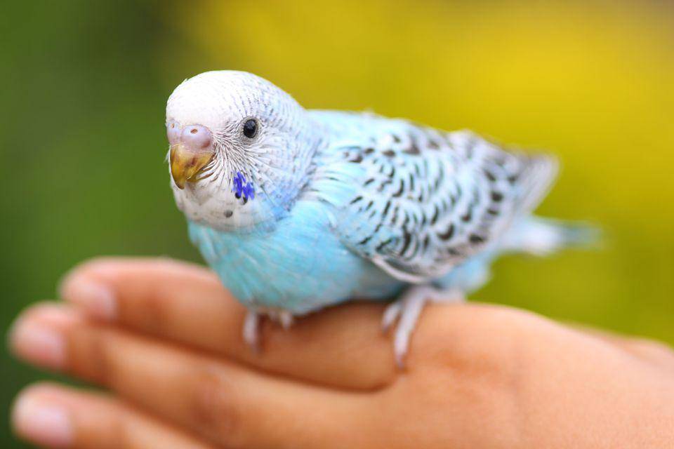 thesprucepets.com