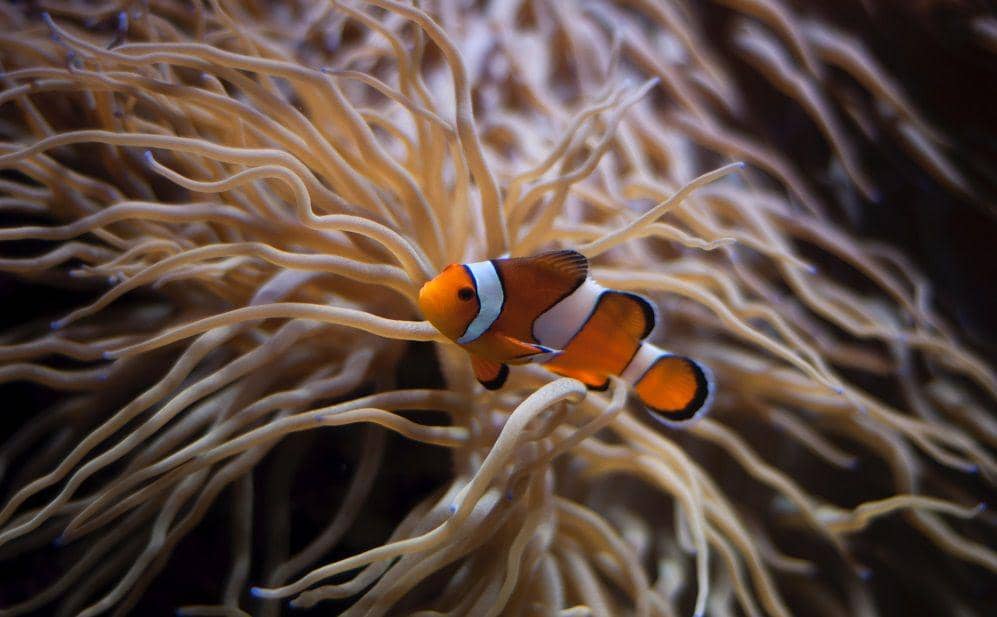 Unsplash.com/@zwlims