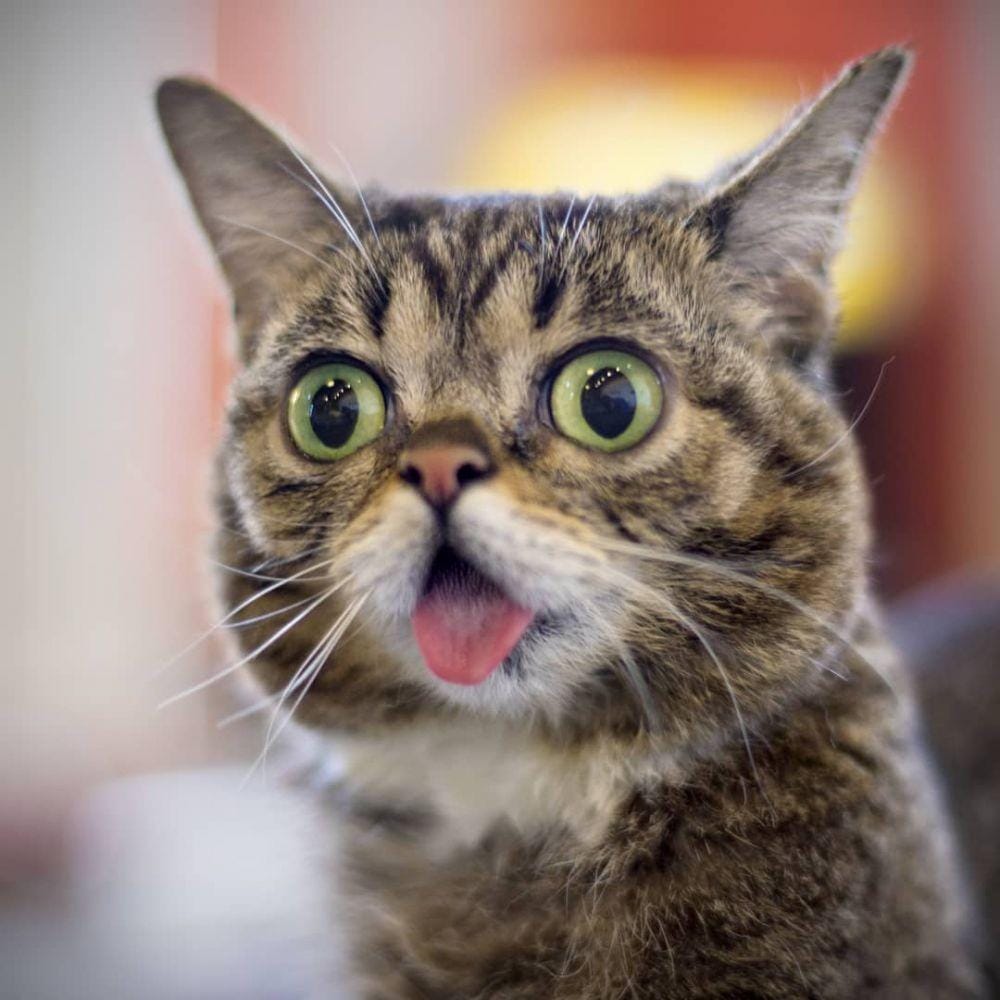 Instagram.com/iamlilbub