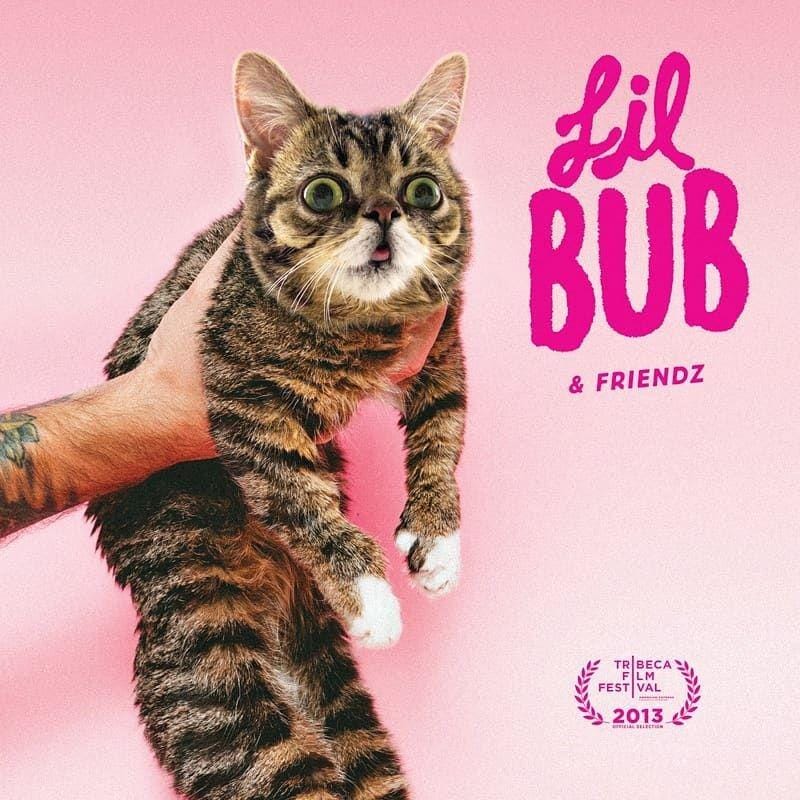 Instagram.com/iamlilbub