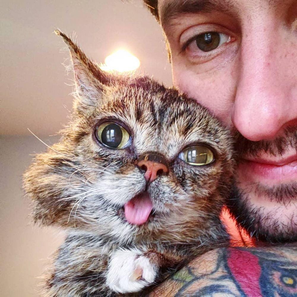 Instagram.com/iamlilbub