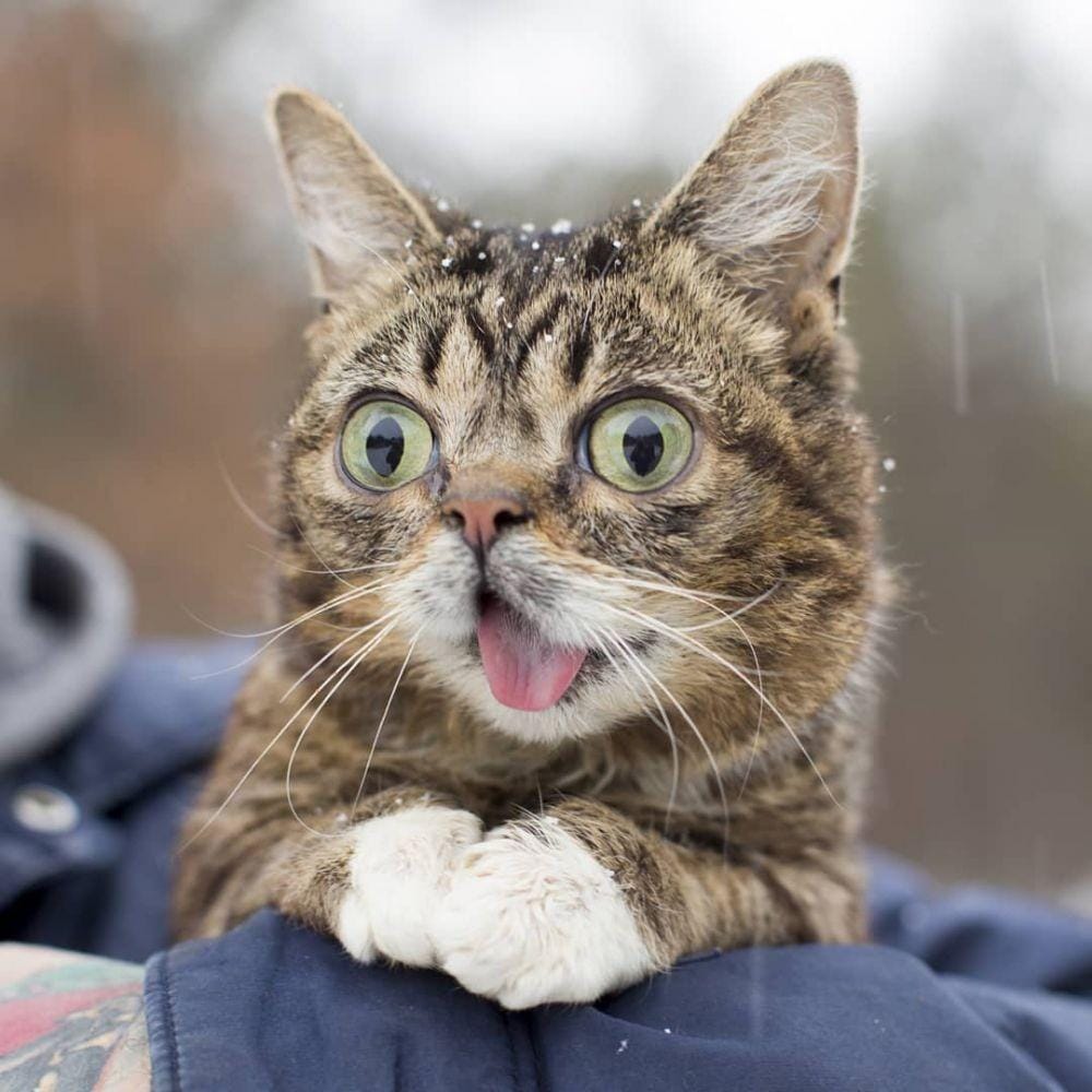 Instagram.com/iamlilbub