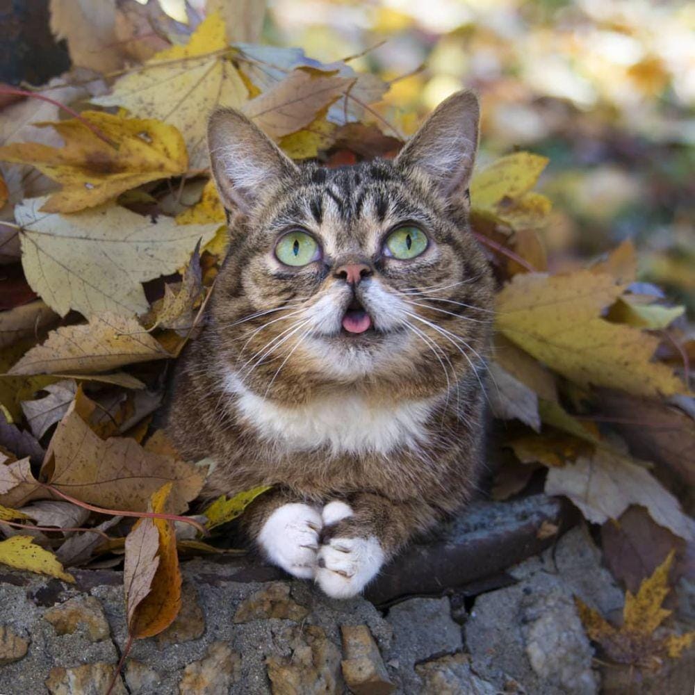 Instagram.com/iamlilbub
