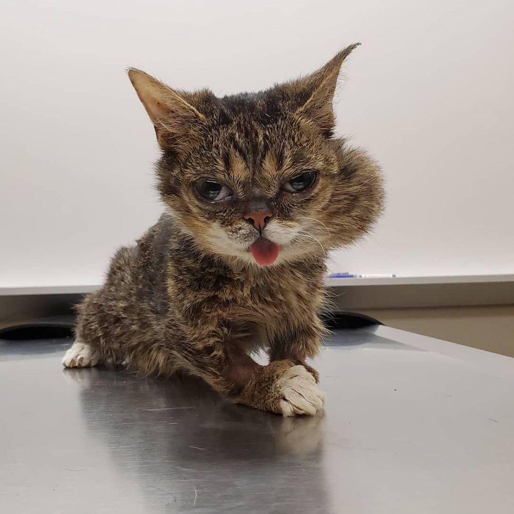 Instagram.com/iamlilbub