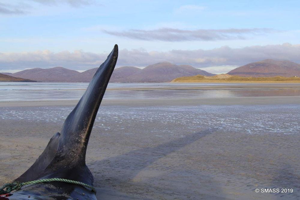 Facebook.com/Scottish Marine Animal Strandings Scheme