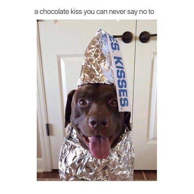 instagram.com/funny_animal_memes