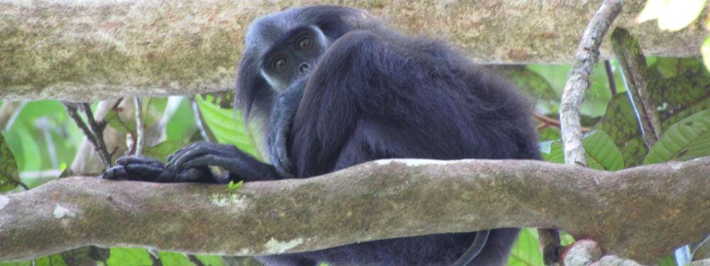 speciesonthebrink.org