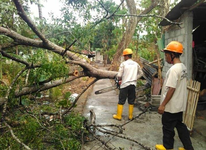 Pohon tumbang akibat angin kencang di Sleman. Instagram/trc.bpbd.sleman