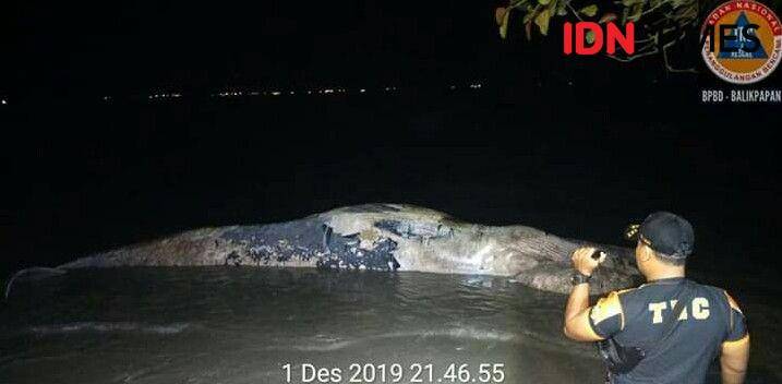 Penemuan bangkai paus bungkuk di Teluk Balikpapan. Sumber: BPBD Balikpapan