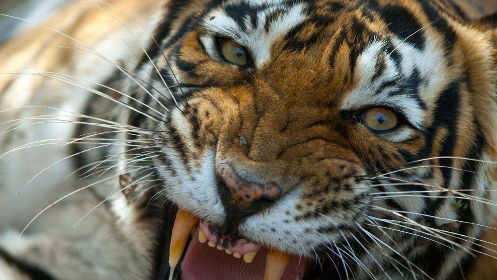 Ilustrasi harimau/natgeotv.com
