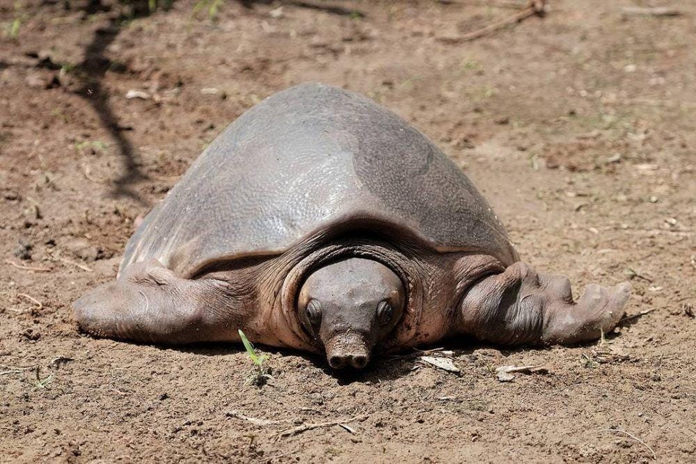 instagram.com/nuariman