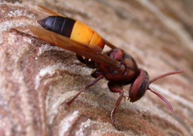 hornissenschutz.de/Hsu Ching-hung