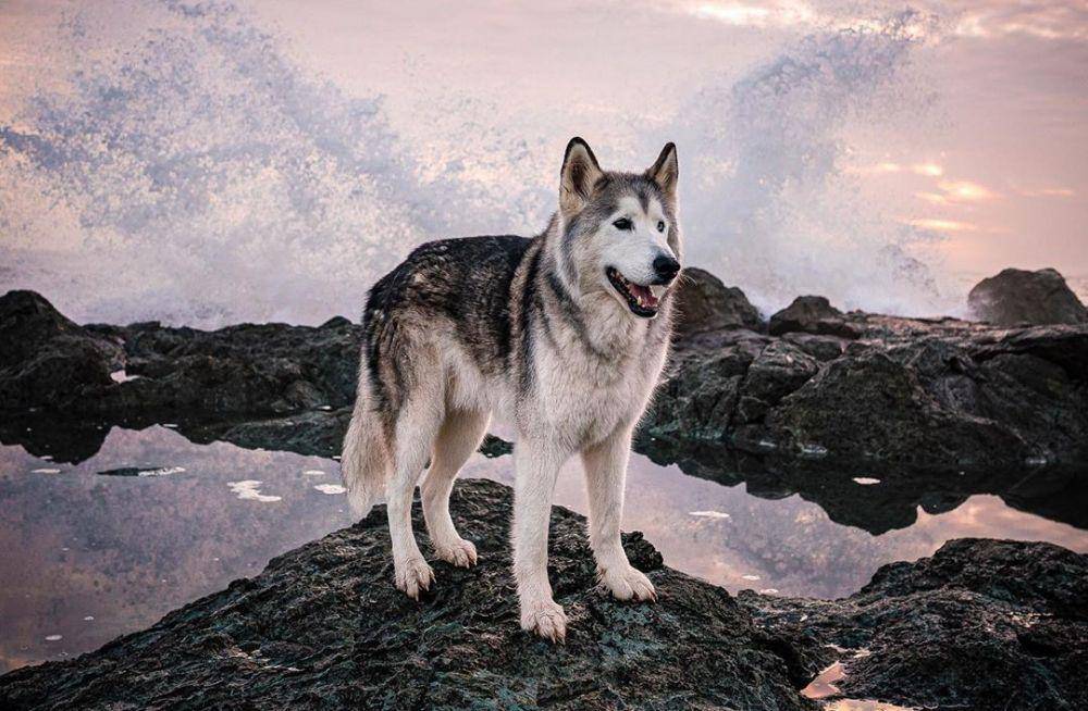 Instagram.com/loki